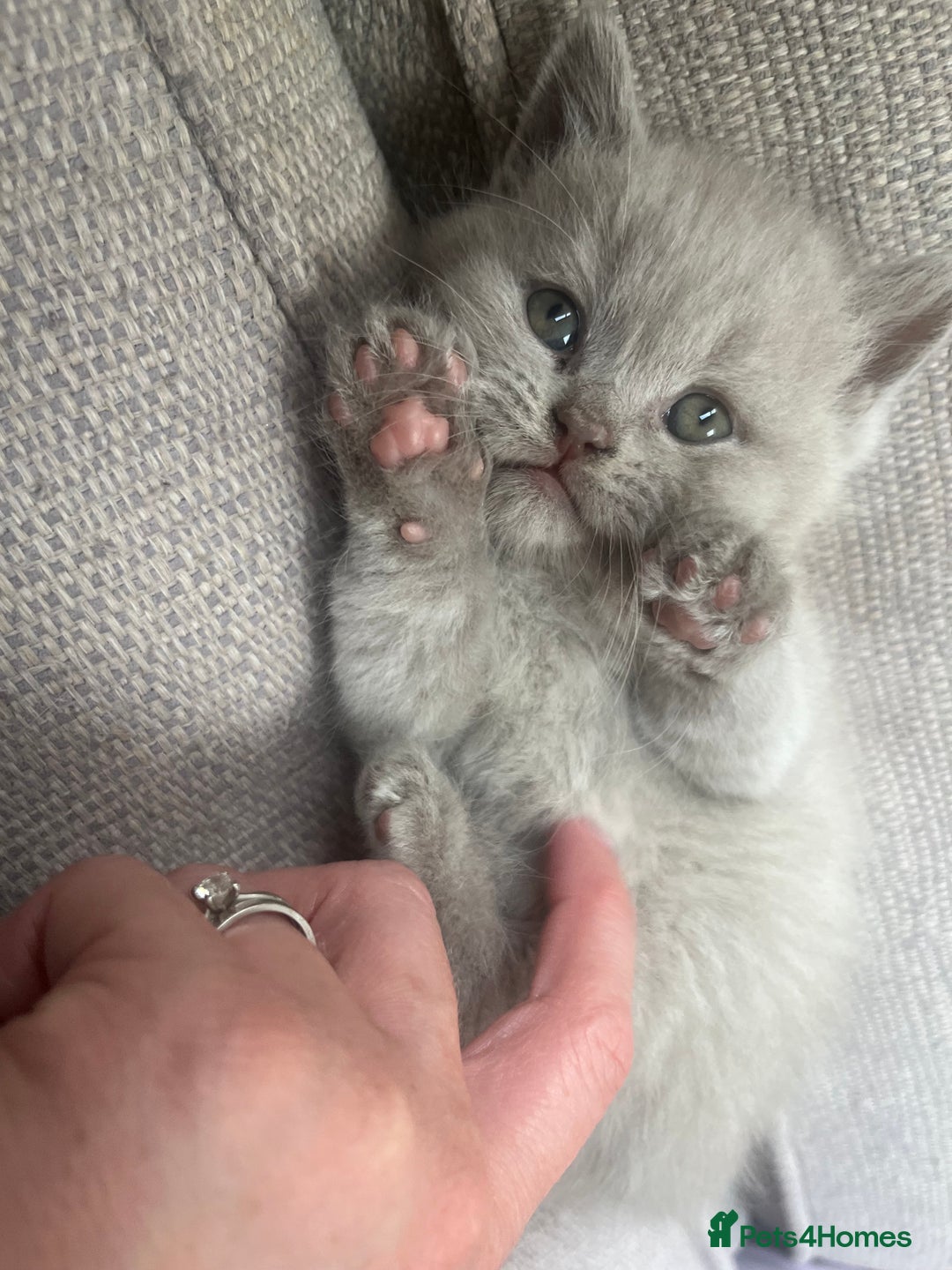 British Shorthair cats for sale: British Short Hair kittens x2 boys left  - Image 14