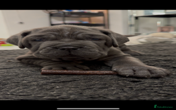 Mastiff dogs for sale: Mastiff puppies (Neapolitan) - Advert 25