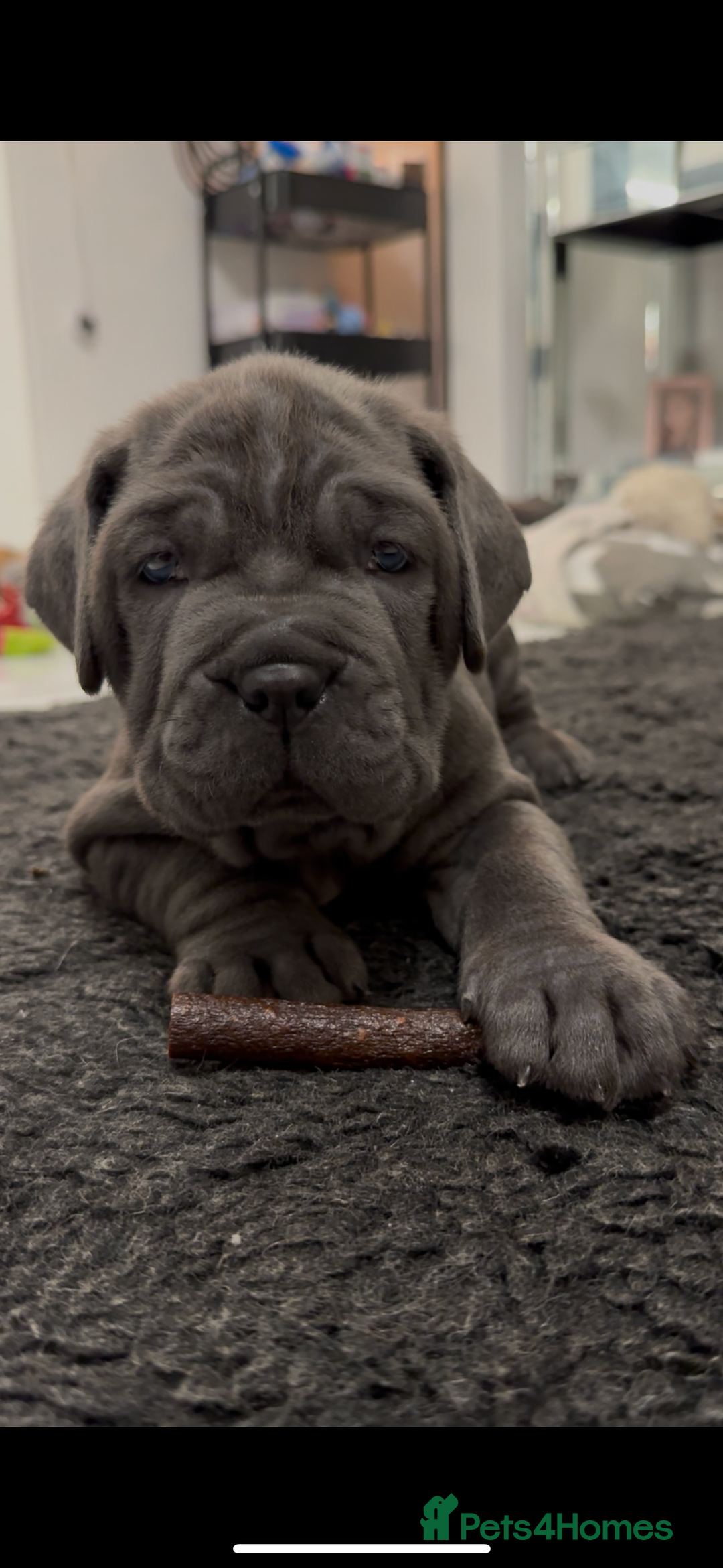 Mastiff dogs for sale: Mastiff puppies (Neapolitan) - Advert 25
