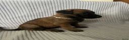 Mixed Breed dogs for sale: Belgian Malinois x German shepherd litter in Caernarfon - Advert 11
