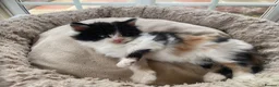 British Longhair cats for sale: Rear longhair male calico cat in Rochester - Advert 4