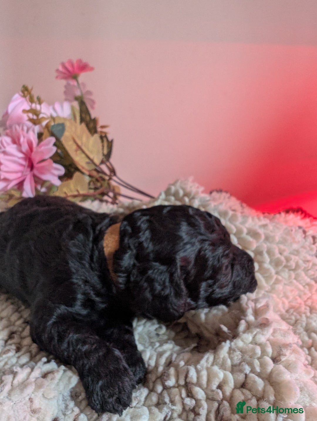 Cockapoo dogs for sale: Toy cockerpoo - last one - Image 3