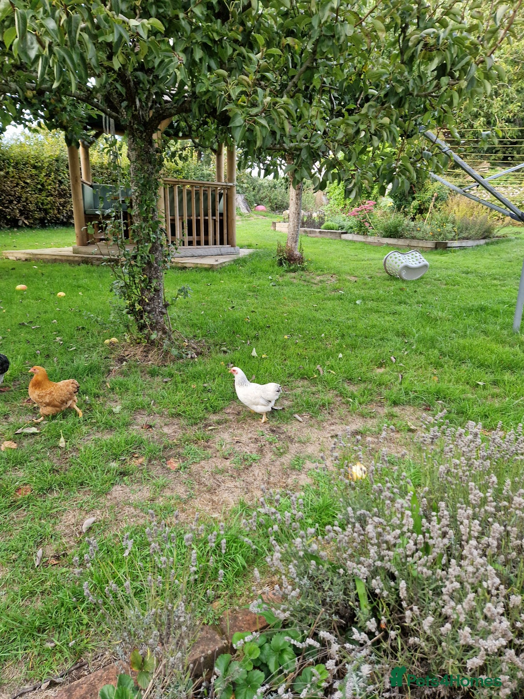 Chickens poultry for sale: Pekin bantams for sale  - Image 12