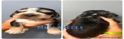 Cocker Spaniel dogs for sale: KC, HEALTH TESTED 5* SHOW COCKER PUPS - Advert 6