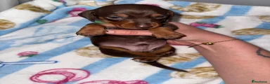 Miniature Dachshund 3