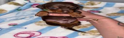 Miniature Dachshund dogs for sale: Miniature dachshund puppies  in Ashford - Advert 7