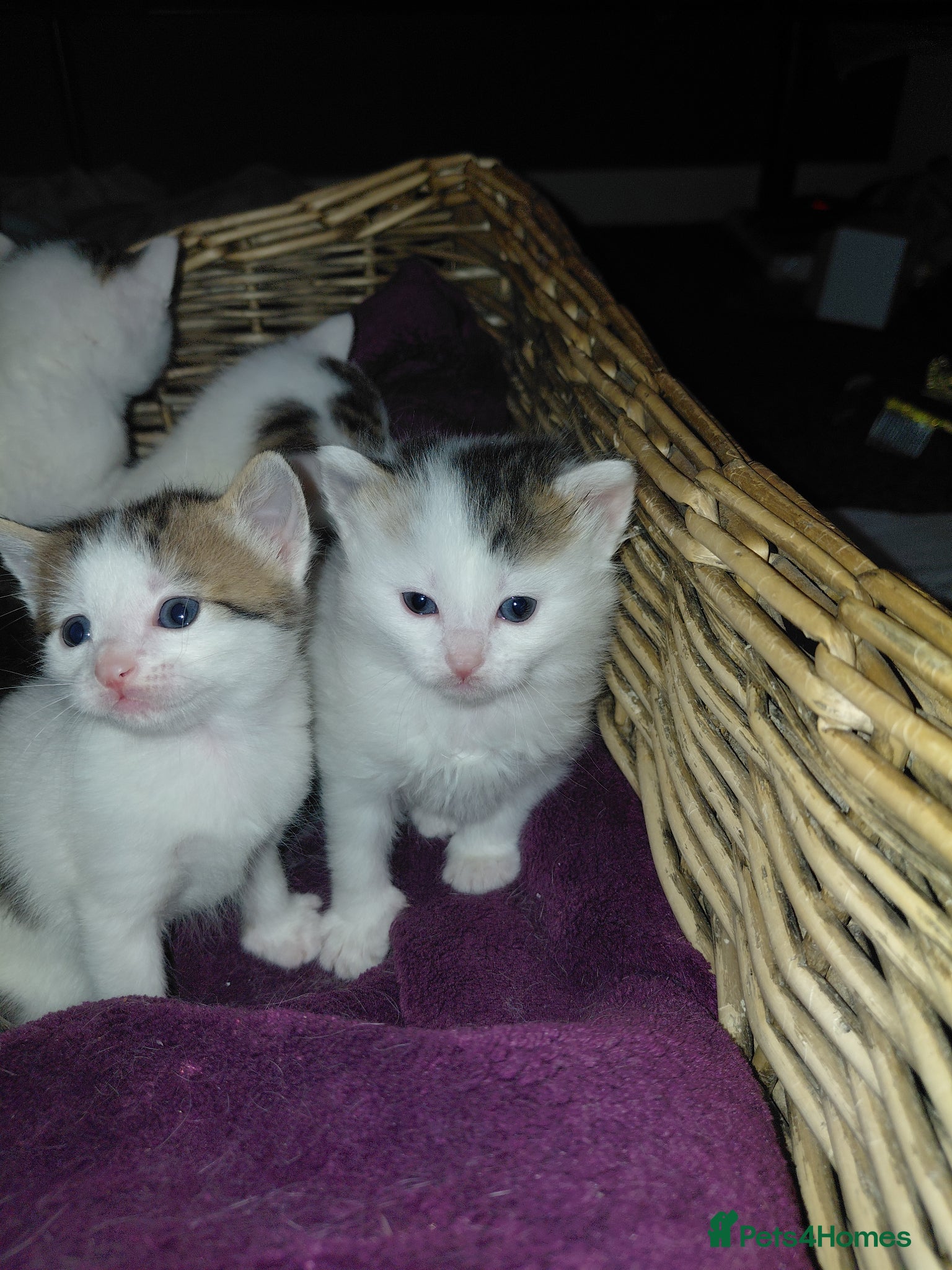 Mixed Breed cats mixed babies for sale  - Advert 17