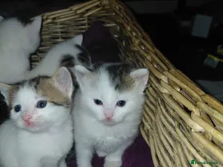 Mixed Breed cats mixed babies for sale - Advert 17