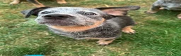 Australian Cattle Dog dogs for sale: 2 Beautiful Australian Cattle Dogs(1Male/1 Female) in Harlow - Advert 2