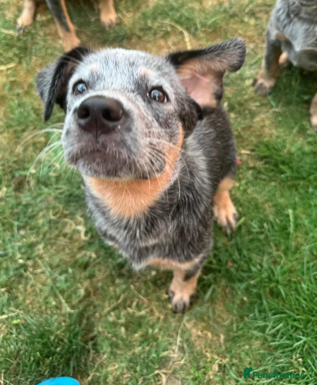 Australian Cattle Dog dogs for sale: 2 Beautiful Australian Cattle Dogs(1Male/1 Female) in Harlow - Advert 2