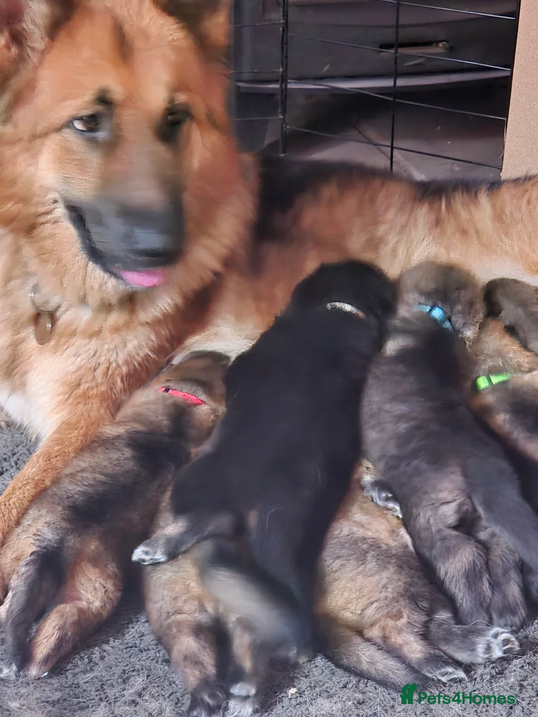 German Shepherd dogs for sale: German Shepherd Puppies - Advert 22