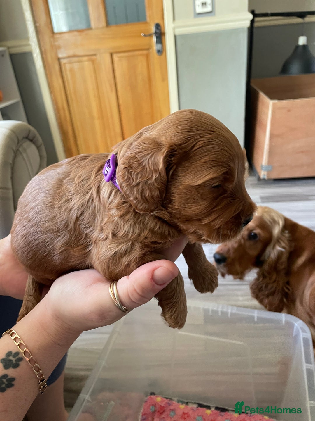 Cockapoo dogs for sale: * health tested through parentage*F1 Cockapoo - Image 1