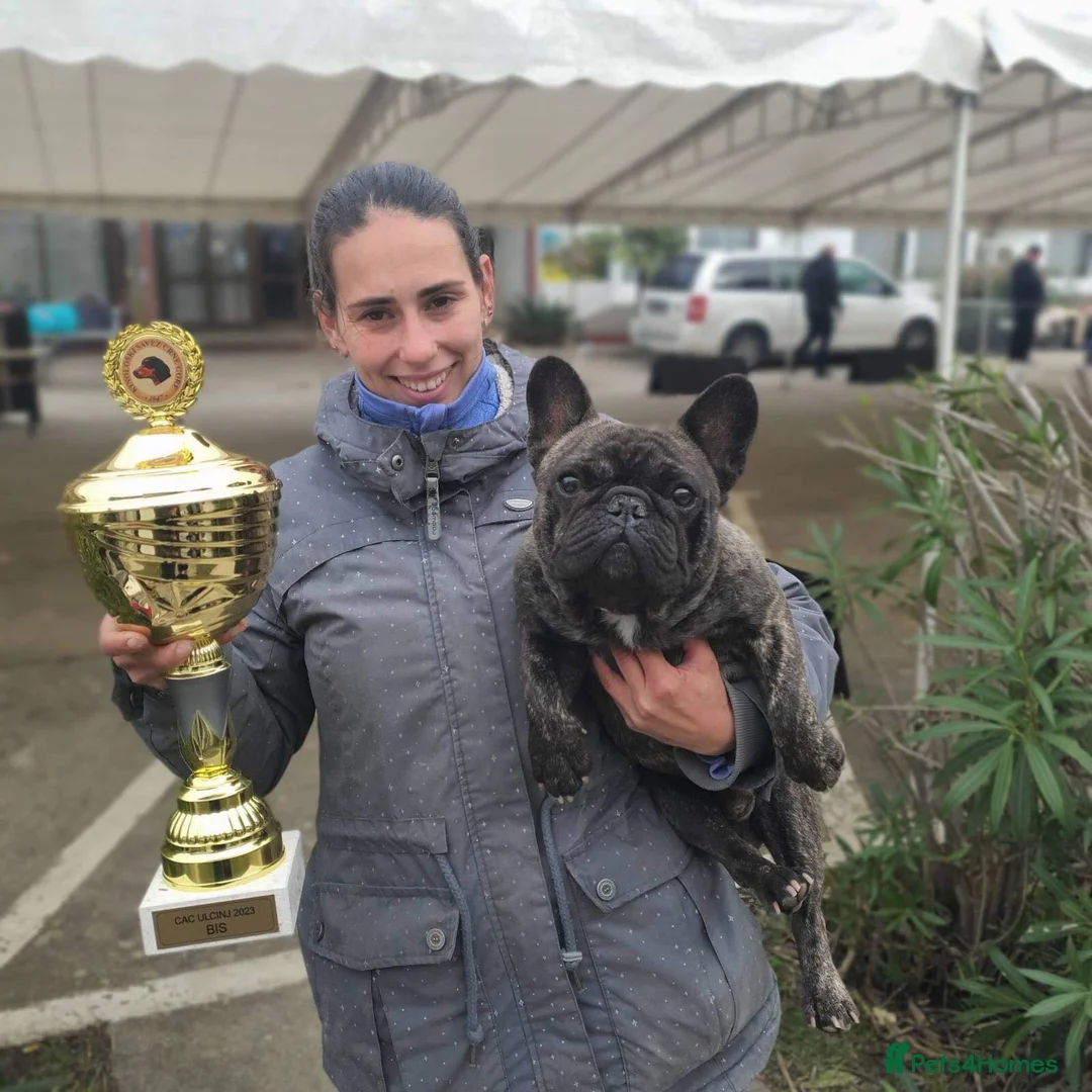 French Bulldog dogs for stud: International Champion French Bulldog For Stud - Advert 7