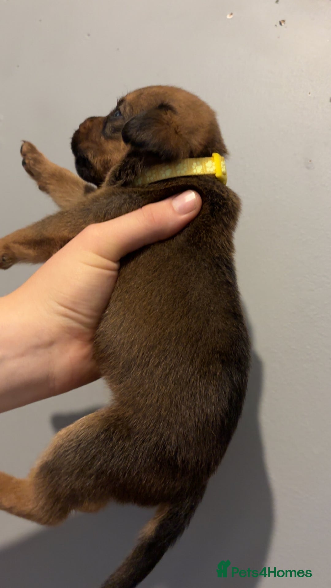 Mixed Breed dogs for sale: Boxwillers - Image 19