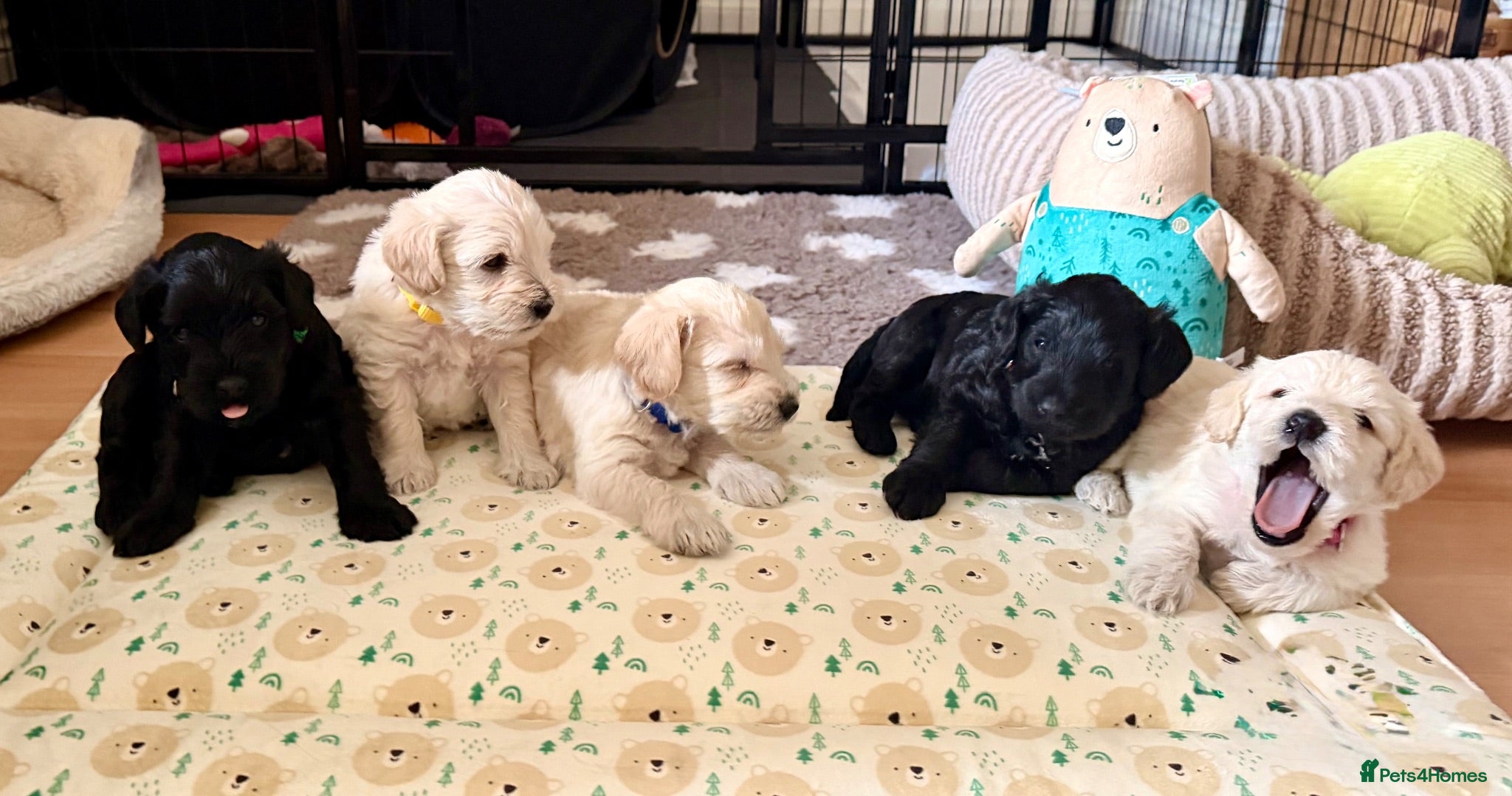 Schnoodle dogs Beautiful F1 Schnoodle Puppies - Advert 1