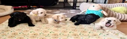 Schnoodle dogs for sale: Beautiful F1 Schnoodle Puppies - Advert 28