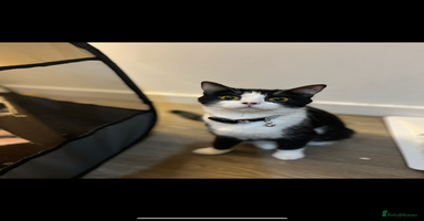 British Shorthair cats - Advert 13