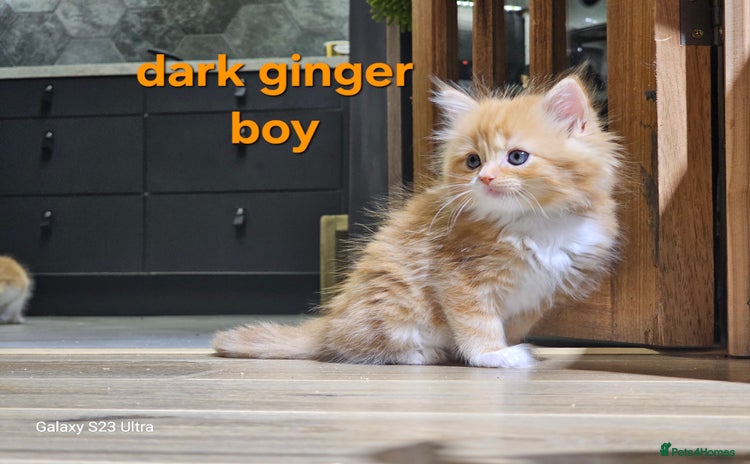 Perdoll cats - Advert 1
