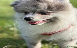 Pomsky dogs for sale: Pomeranian Merle Puppy one left  - Image 10