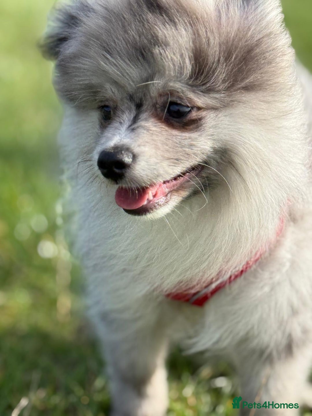 Pomsky dogs for sale: Pomeranian Merle Puppy one left  - Image 10