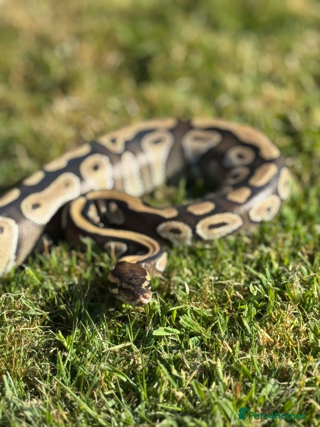 Python Snake reptiles for sale: Female mojave 1.5 year approx  - Advert 3
