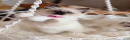 Ragdoll cats for sale: Show quality Ragdoll kittens from champion lines - Advert 13
