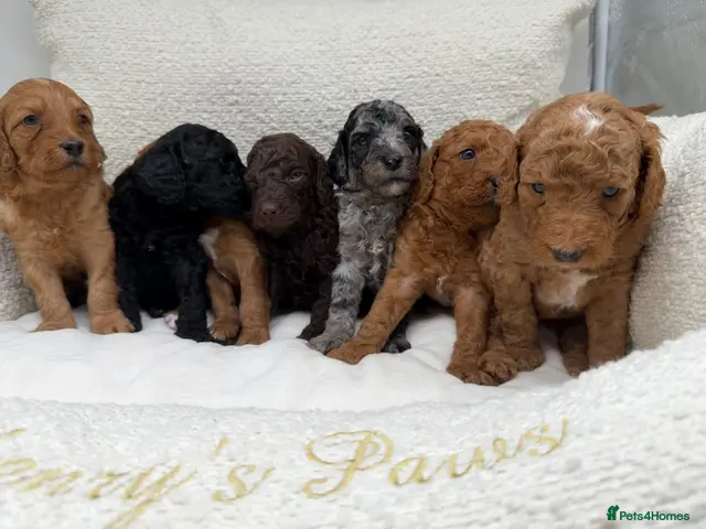 Mixed Breed dogs 🐾double doodles have arrived 🐾 - Advert 8