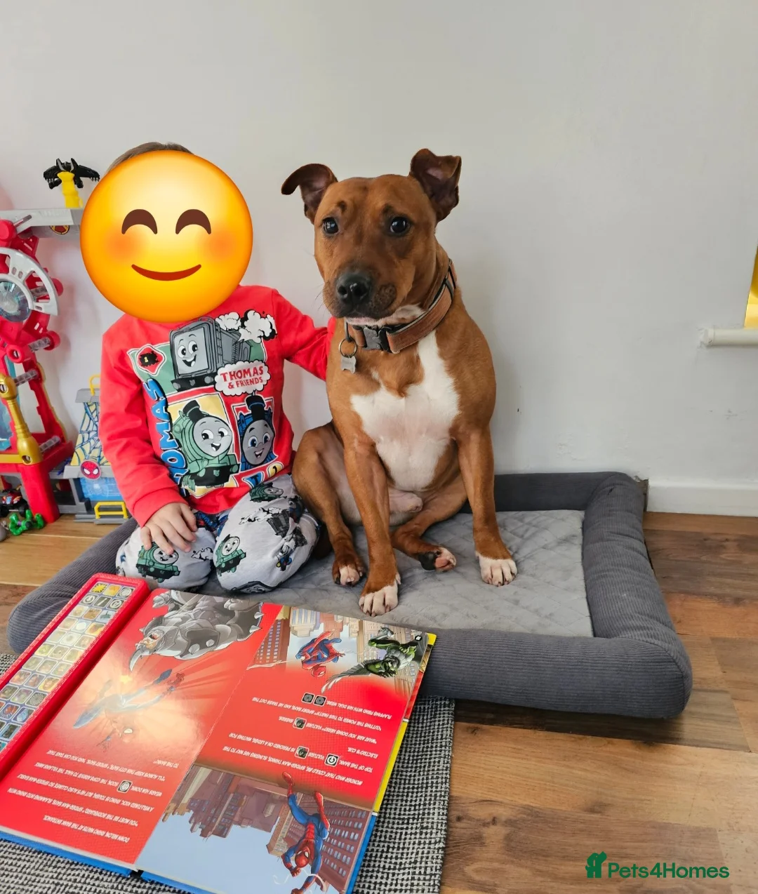 Mixed Breed dogs for sale: Red Staffordshire bull terrier  in Manchester - Advert 3