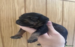 Schnoodle dogs for sale: LAST OUTSTANDING GIRL TOY SCHNOODLES DNA 🧬 CLEAR! - Image 18