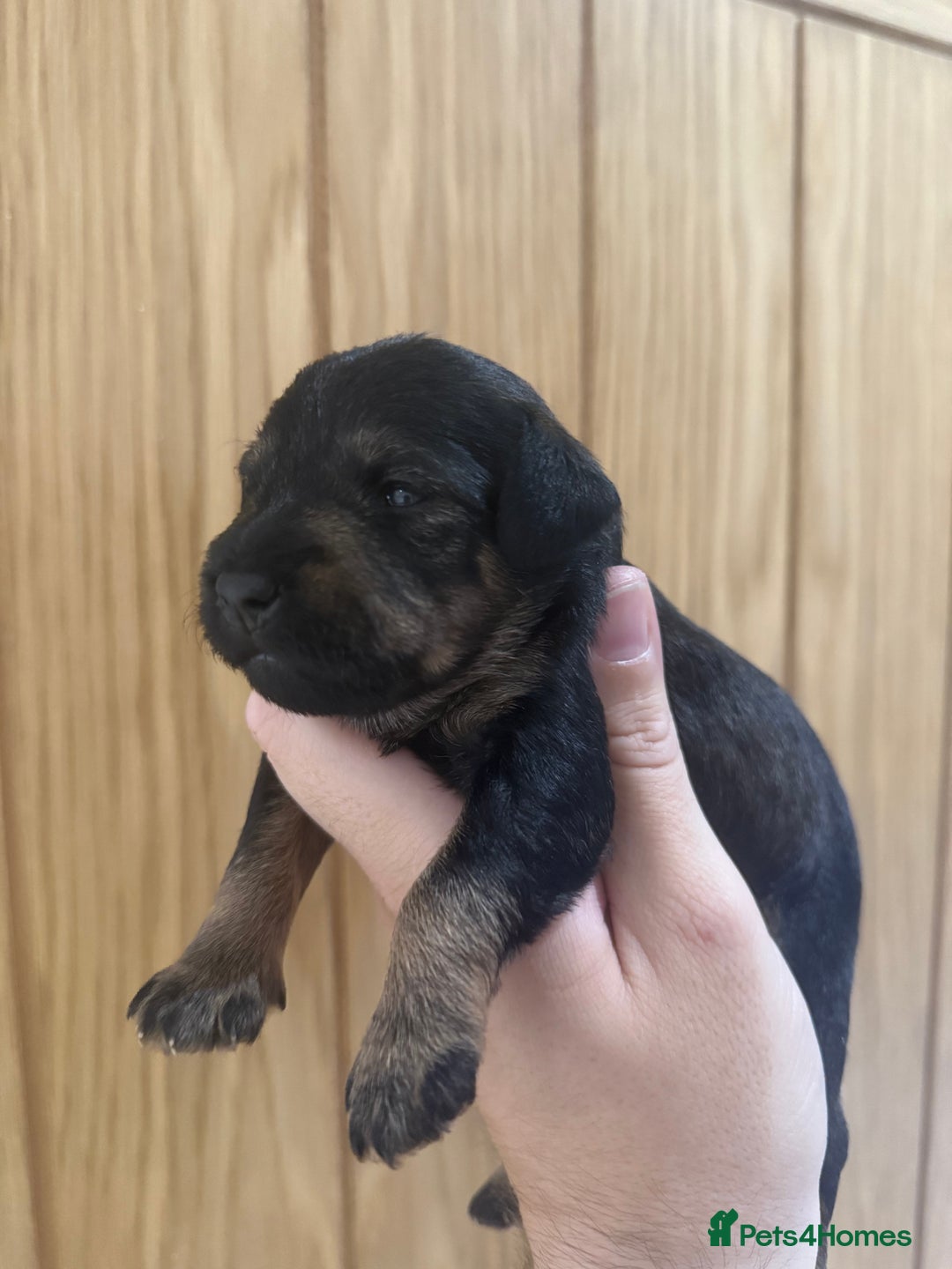 Schnoodle dogs for sale: LAST OUTSTANDING GIRL TOY SCHNOODLES DNA 🧬 CLEAR! - Image 18