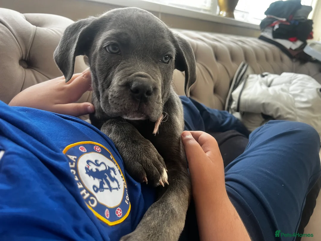 Cane Corso dogs for sale: Puppy Cane Corso  in Newcastle upon Tyne - Advert 5