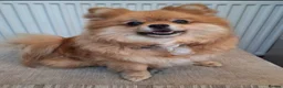 Pomeranian dogs for sale: 2 Adorable Pomeranian Puppies Available - Advert 3