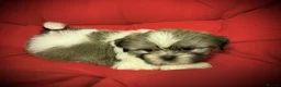 Shih Tzu dogs for sale: PURE TINY SHIH TZU PUPPIES😍 - Advert 7