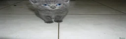 Mixed Breed cats for sale: 8 BEAUTIFUL KITTENS LOOKING FOR LOVING HOMES - Advert 6