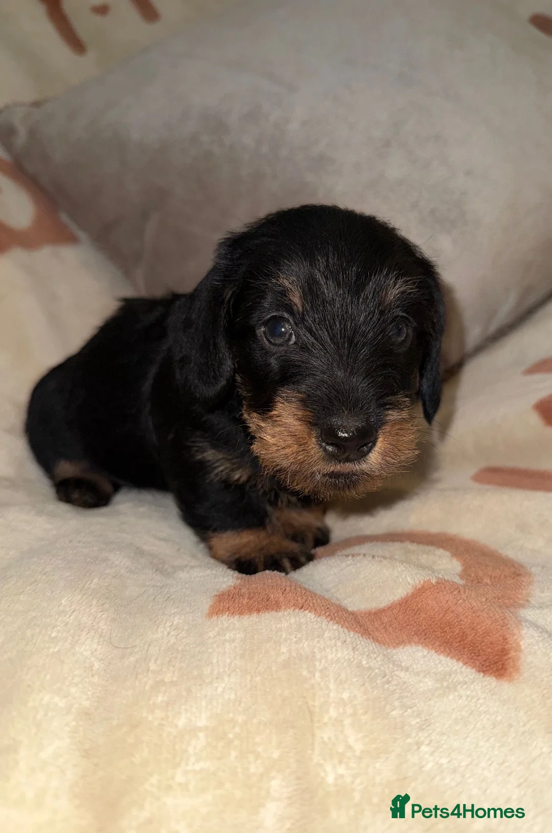 Miniature Dachshund dogs for sale: 🩷Beautiful Mini Wire Haired Dachshund Puppies🧡 - Advert 1