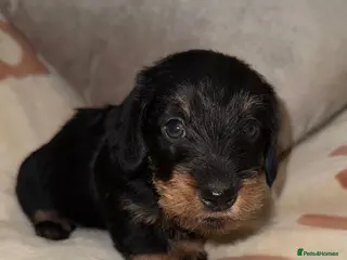 Miniature Dachshund dogs 🩷Beautiful Mini Wire Haired Dachshund Puppies🧡 - Advert 18