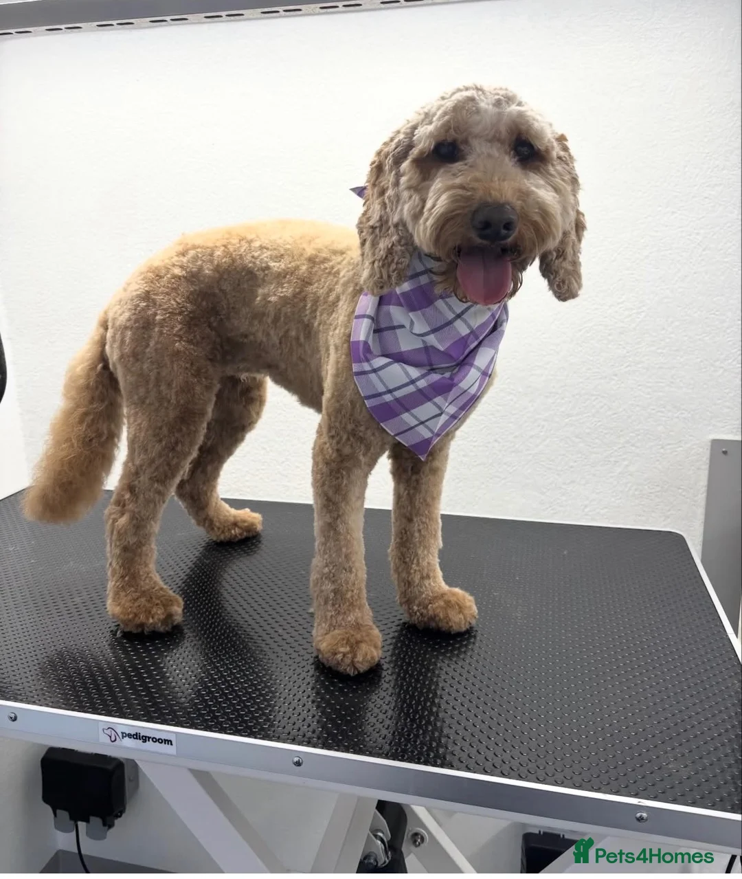 Cockapoo dogs for sale: Peppa  - Advert 1