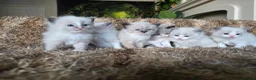 Ragdoll cats for sale: Pure Ragdoll Kittens 🌸 - Advert 16