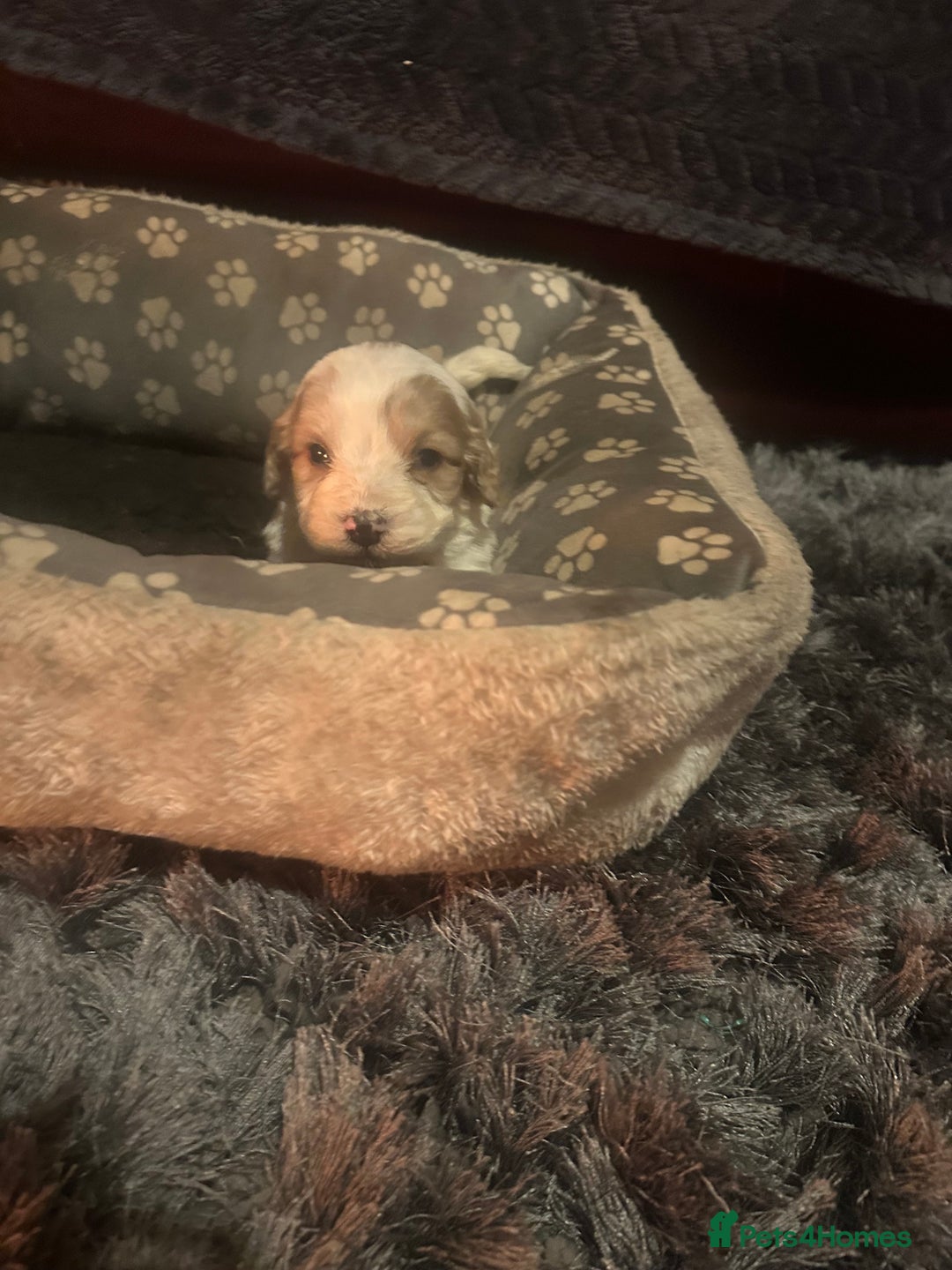 Cockapoo dogs for sale: F3 cockapoo puppies  - Advert 15