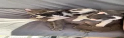 Mixed Breed cats for sale: Two prettyfemale kittens ready now - Advert 16