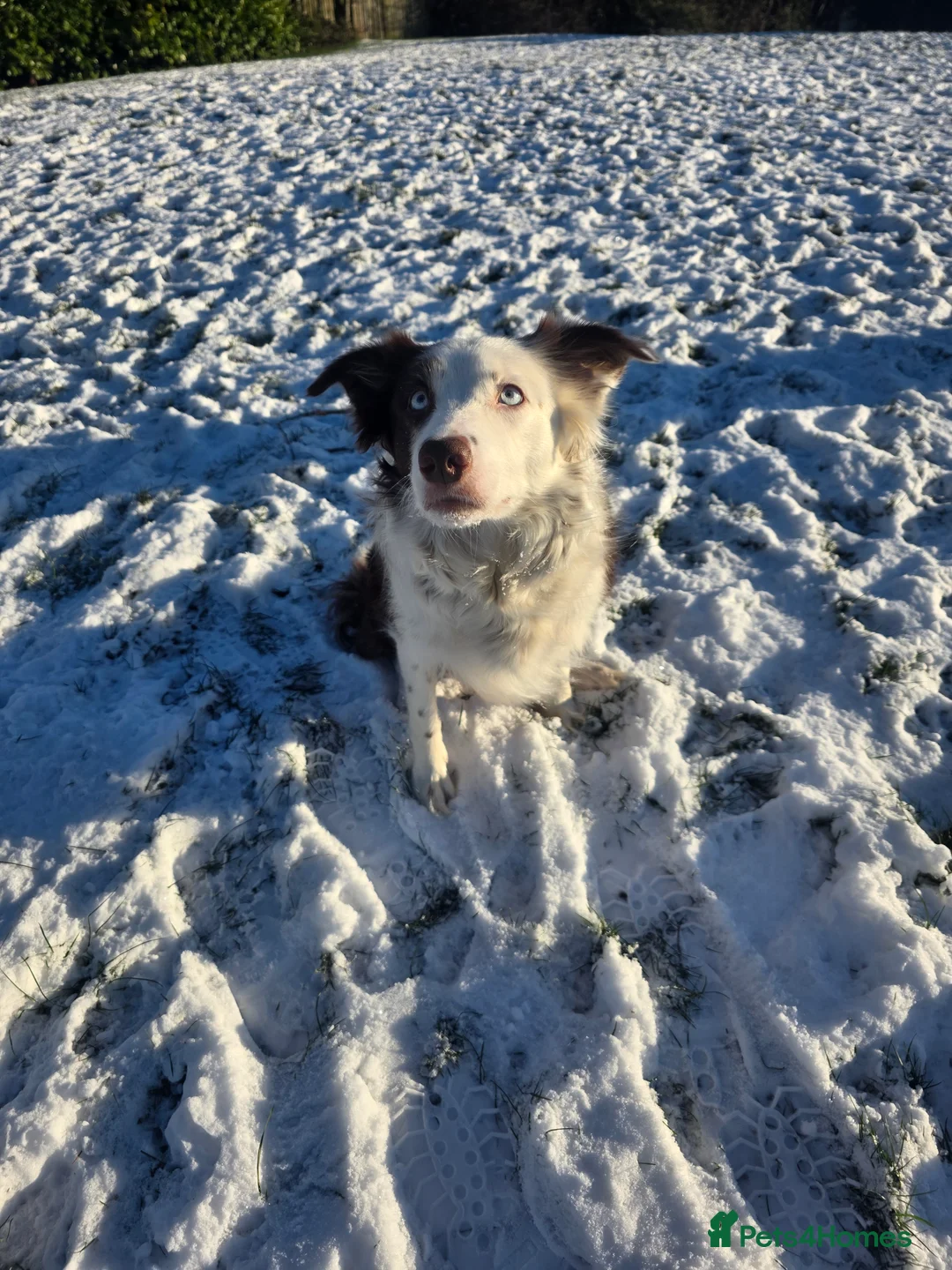 Border Collie dogs for sale: Border collie pups  - Advert 30
