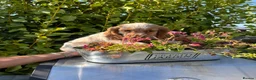 Cocker Spaniel dogs for sale: Only 2 left - Advert 28