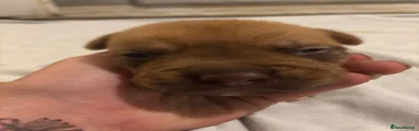Mixed Breed 1