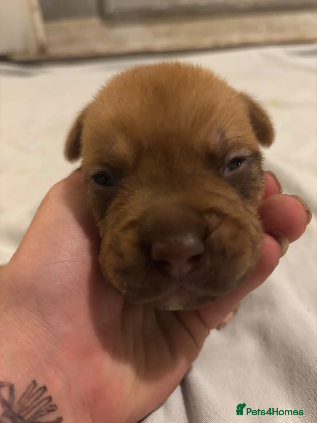 Mixed Breed dogs for sale: Mastiff cross. 10 pups (7 boys… 3 girls…)  - Advert 12