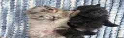 Pomeranian dogs for sale: 🧸 TOP QUALITY POM PUPPIES 🧸 - Advert 12