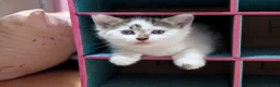 Domestic Shorthair cats for sale: Kittens  - Advert 1