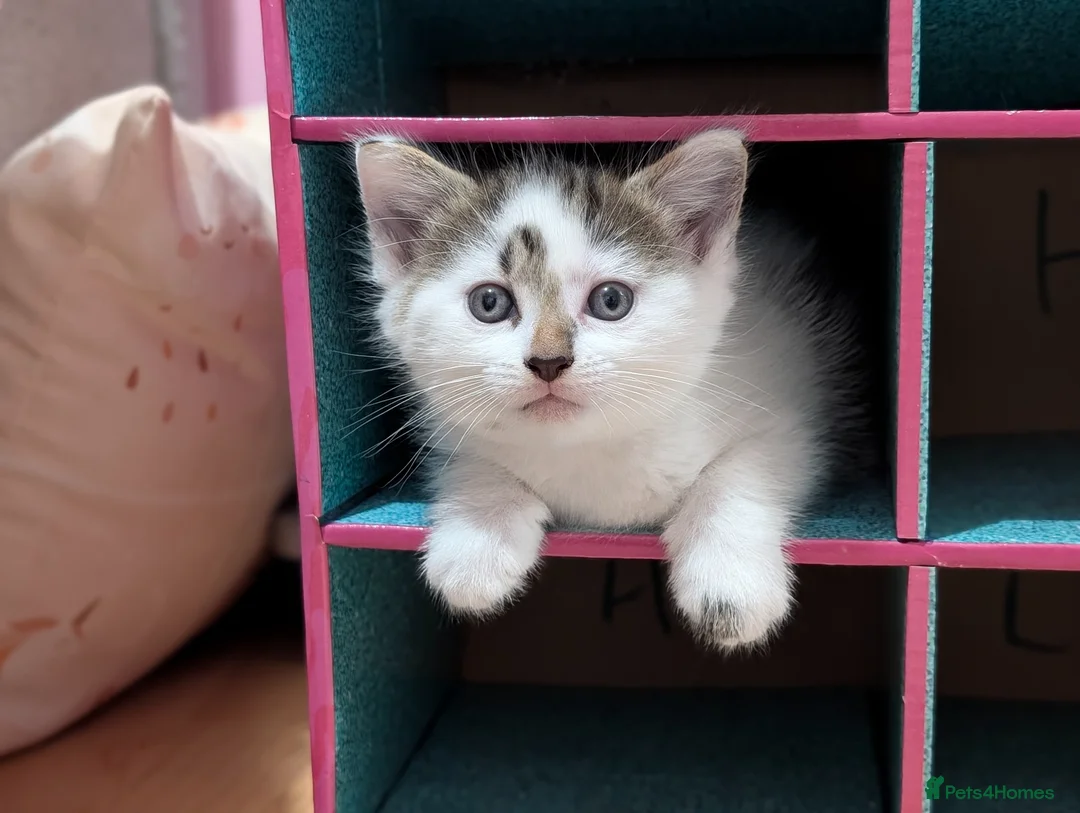 Domestic Shorthair cats for sale: Kittens  - Advert 1