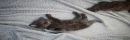 Mixed Breed cats for sale: Fluffy Adorable Kittens - Advert 12
