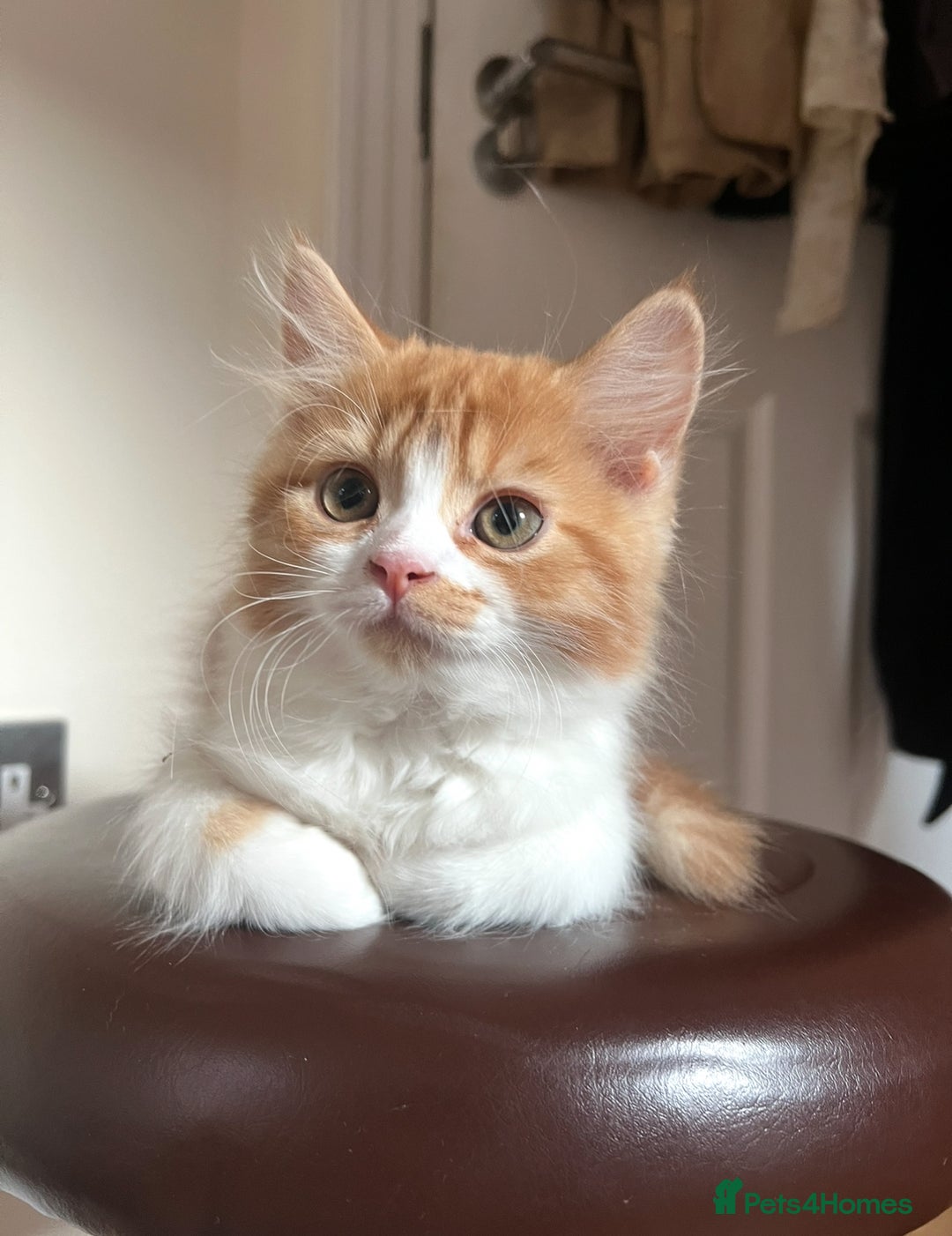 Persian cats for sale: Male Half Persian Kitten  - Image 2