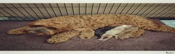 Cockapoo dogs for sale: Male cockapoo pup for sale - Advert 6